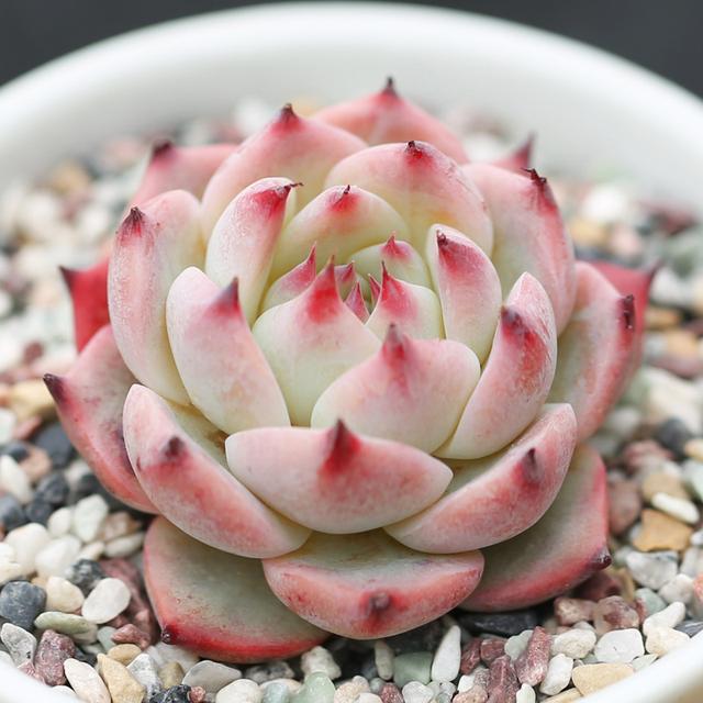 多肉植物樣子介紹_多肉這種植物長什么樣子_植物多肉是什么樣子的