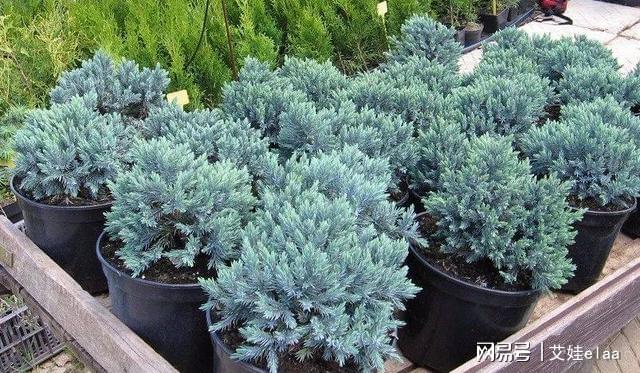 什么綠植耐寒_十大耐寒綠植_能過冬的室內(nèi)耐寒綠植