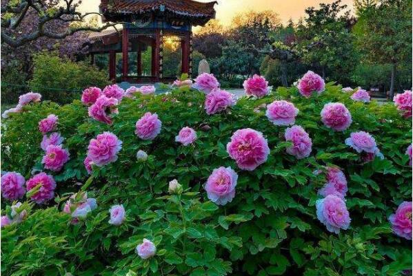 花卉名貴排名前十_花卉名貴排名榜_名貴花卉排名