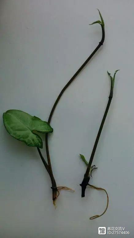 水培類綠植有哪些_綠植類水培有哪些品種_水培的綠葉植物