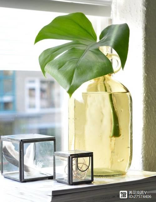 水培類綠植有哪些_水培的綠葉植物_綠植類水培有哪些品種