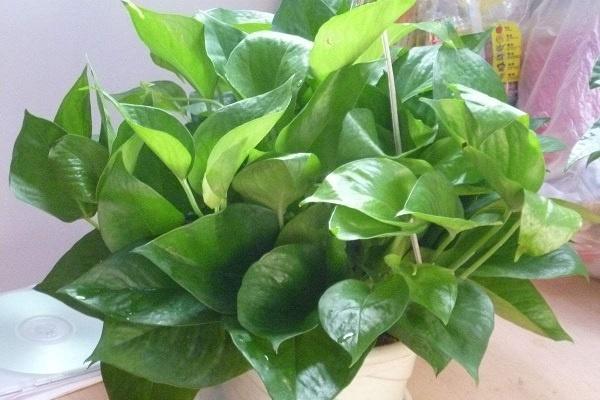 樓房里必養(yǎng)的8種花，哪些花好養(yǎng)易活