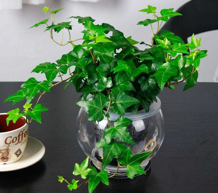 適合臥室養(yǎng)的水培植物_臥室培植養(yǎng)物適合水培嗎_臥室培植養(yǎng)物適合水培的植物