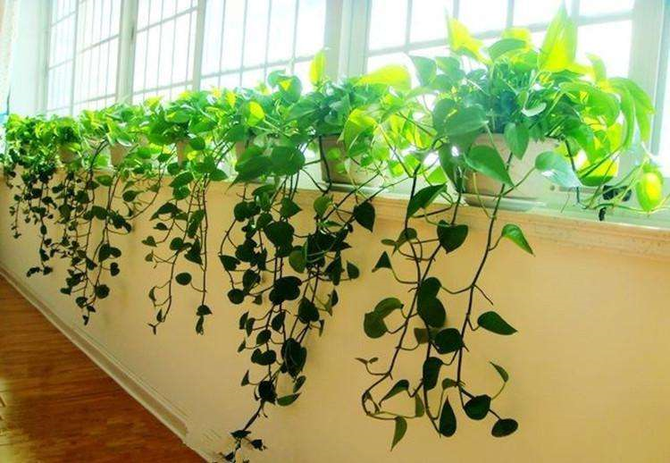 臥室培植養(yǎng)物適合水培的植物_適合臥室養(yǎng)的水培植物_臥室培植養(yǎng)物適合水培嗎