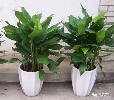 客廳陽(yáng)光充足養(yǎng)什么花_客廳不見陽(yáng)光適合養(yǎng)什么花_客廳養(yǎng)陽(yáng)光適合見花草嗎