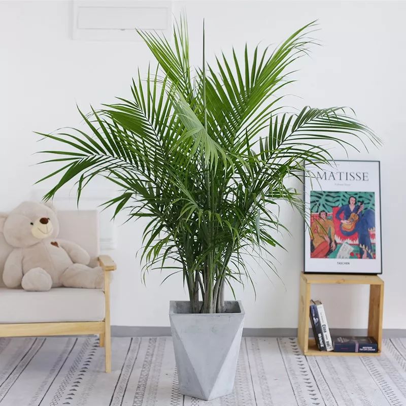 客廳擺綠植有什么講究_客廳適合擺放的綠植_客廳擺放綠植適合什么顏色