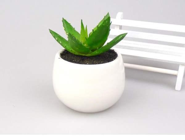 在家里養(yǎng)這幾種花草，凈化空氣給家人帶來(lái)健康！