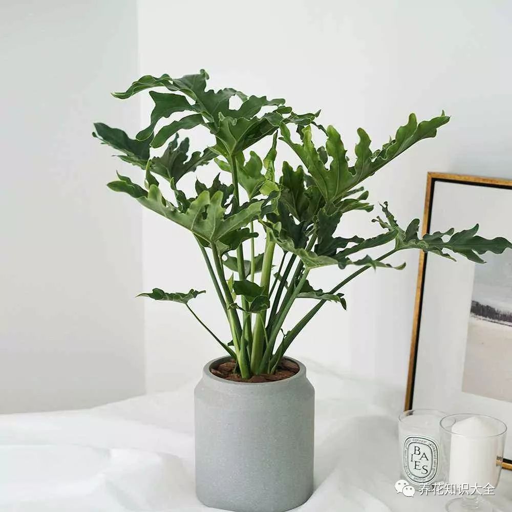 客廳綠植耐寒養(yǎng)什么植物_耐陰耐寒的客廳綠植_客廳耐寒綠植耐陰還是耐熱