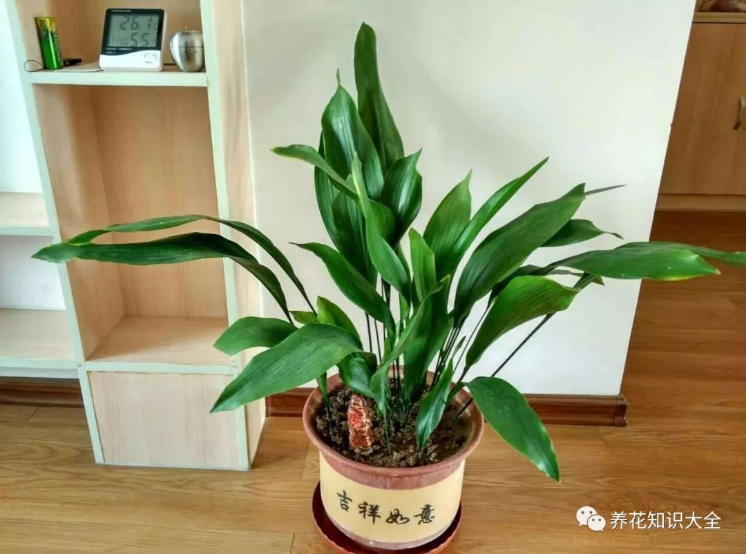 耐陰耐寒的客廳綠植_客廳綠植耐寒養(yǎng)什么植物_客廳耐寒綠植耐陰還是耐熱