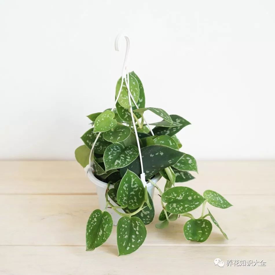 客廳耐寒綠植耐陰還是耐熱_客廳綠植耐寒養(yǎng)什么植物_耐陰耐寒的客廳綠植