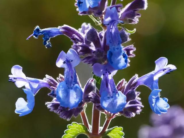 冬天耐寒開花的花_冬季耐寒花_冬天耐寒的花卉有哪些