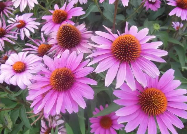 冬天耐寒的花卉有哪些_冬季耐寒花_冬天耐寒開花的花