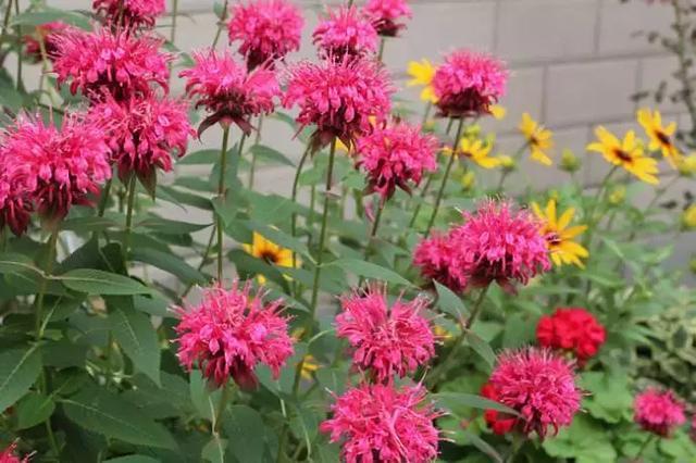 冬天耐寒開花的花_冬季耐寒花_冬天耐寒的花卉有哪些