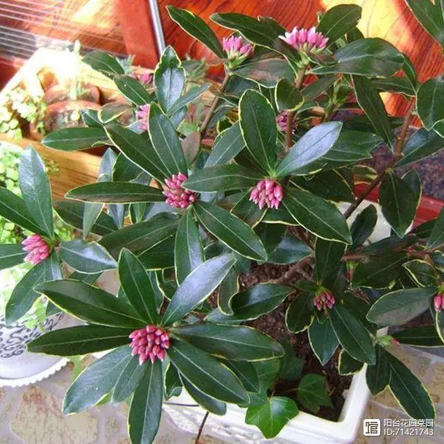 臥室能養(yǎng)花嗎養(yǎng)什么花_臥室能養(yǎng)花嗎_臥室能養(yǎng)花嗎風水