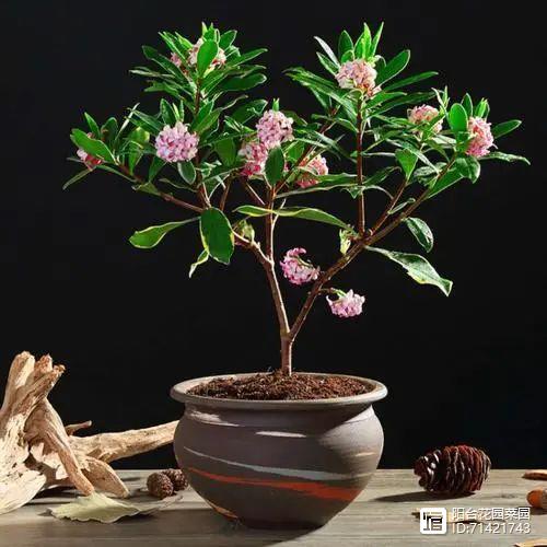 臥室能養(yǎng)花嗎養(yǎng)什么花_臥室能養(yǎng)花嗎風水_臥室能養(yǎng)花嗎