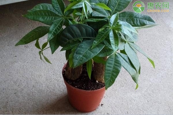 客廳適合養(yǎng)什么花和植物好風(fēng)水？