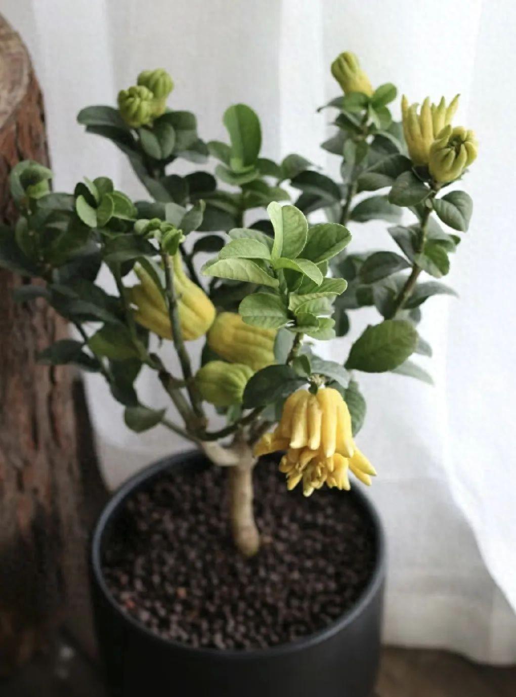 最香的6種花，有1盆香滿屋，漂亮好聞更健康！