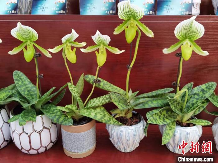 南京花卉市場營業(yè)時間_花卉南京市場有哪些_南京花卉市場