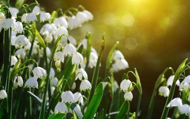 花卉宿根是什么意思_宿根花卉有哪些_宿根花卉根系