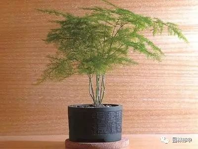 開花的巴西木多少錢_巴西木開花什么樣_開花巴西木圖片