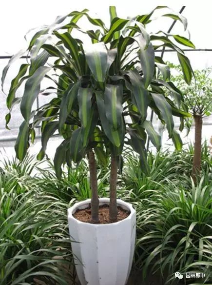 巴西木開花什么樣_開花巴西木圖片_開花的巴西木多少錢