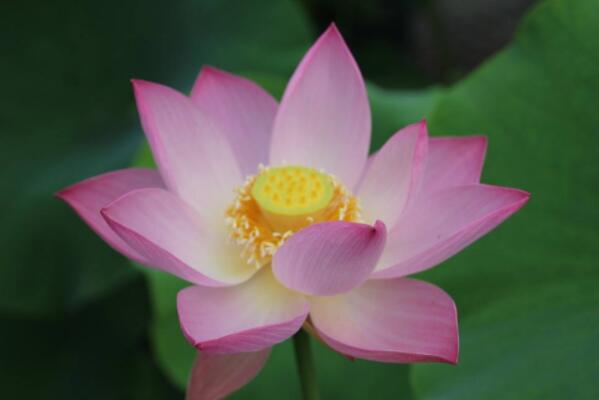 花卉名貴排名榜_花卉名貴排名前十_名貴花卉排名