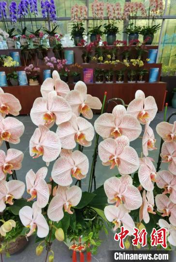 花卉南京市場(chǎng)有哪些_南京花卉市場(chǎng)_南京花卉市場(chǎng)營(yíng)業(yè)時(shí)間