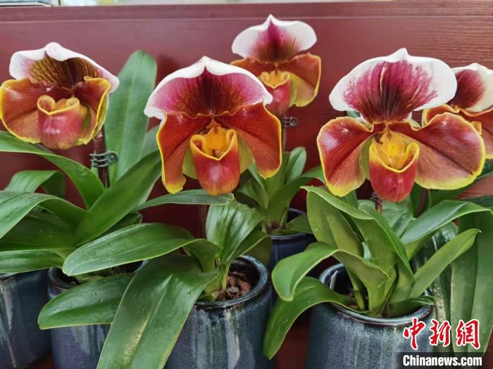 花卉南京市場(chǎng)有哪些_南京花卉市場(chǎng)_南京花卉市場(chǎng)營(yíng)業(yè)時(shí)間