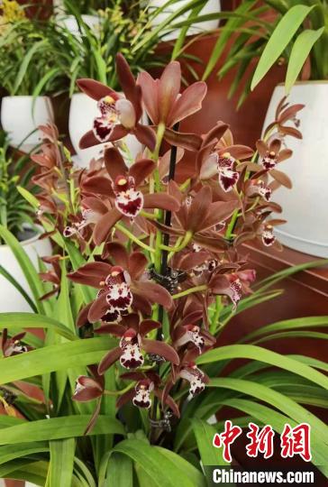 南京花卉市場(chǎng)_花卉南京市場(chǎng)有哪些_南京花卉市場(chǎng)營(yíng)業(yè)時(shí)間