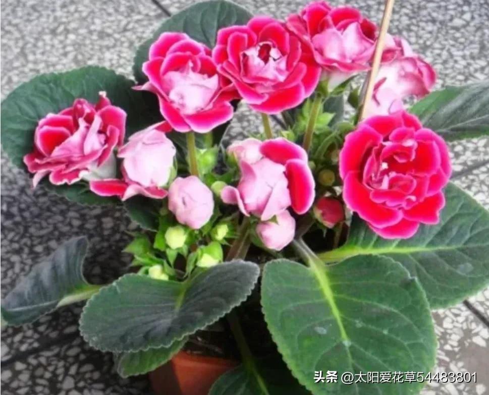 大巖桐花為什么開一半不開了_大巖桐花冬天開花嗎_大巖桐花冬天能開花嗎