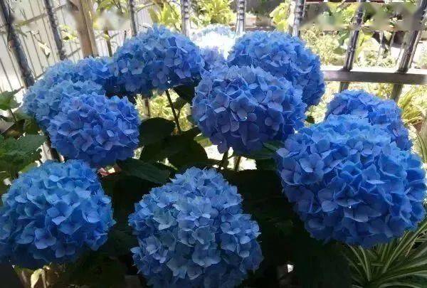 陽臺養(yǎng)植物適合朝北還是朝南_陽臺朝北養(yǎng)什么植物好_朝北的陽臺適合養(yǎng)什么植物