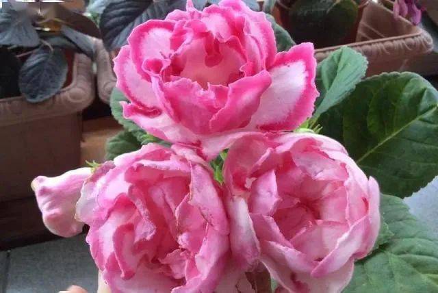 朝北的陽臺適合養(yǎng)什么植物_陽臺養(yǎng)植物適合朝北還是朝南_陽臺朝北養(yǎng)什么植物好