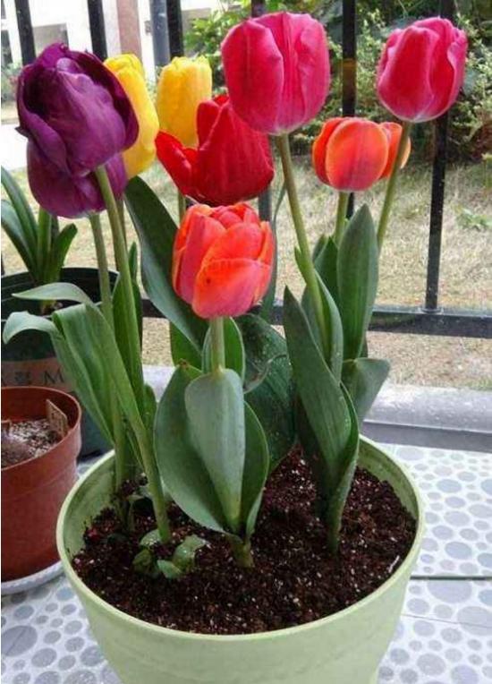 月份什么花_幾月買花好養(yǎng)_11月份適合養(yǎng)什么花