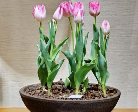 11月份適合養(yǎng)什么花_幾月買花好養(yǎng)_月份什么花