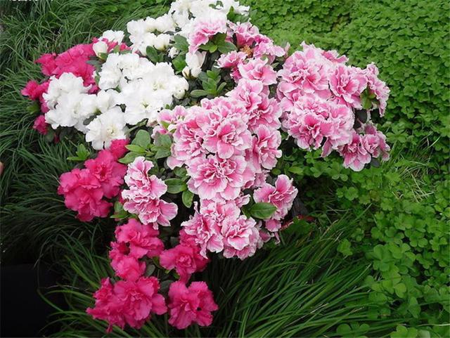 幾月買花好養(yǎng)_11月份適合養(yǎng)什么花_月份什么花