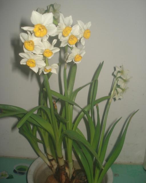 11月份適合養(yǎng)什么花_幾月買花好養(yǎng)_月份什么花