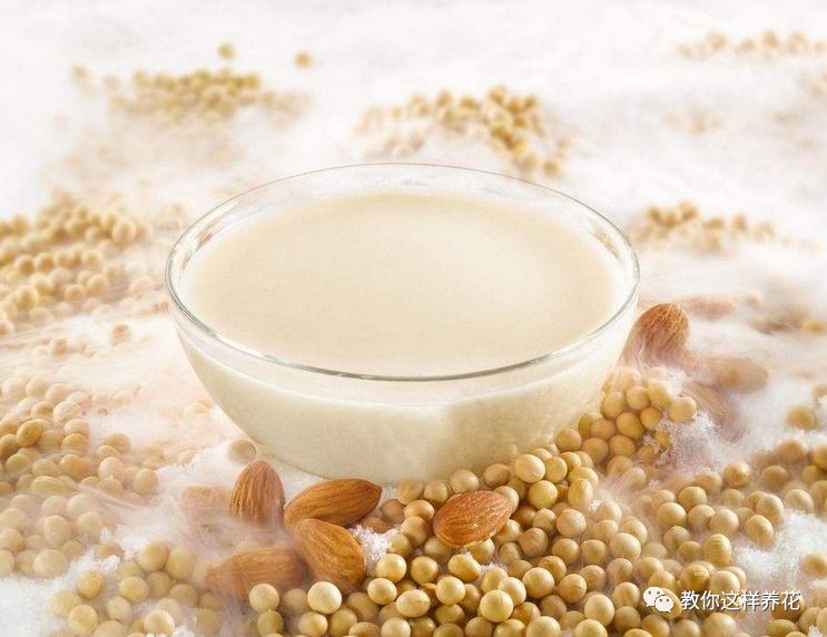 農(nóng)村喂豬的東西養(yǎng)多肉，爆盆快，葉子胖成球！