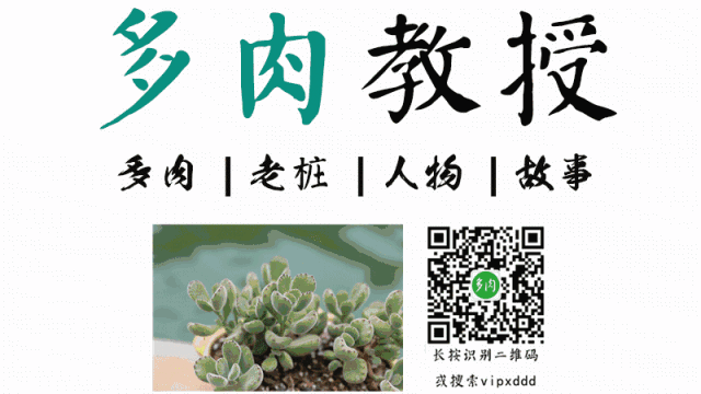 葉子養(yǎng)多肉的日常生活_葉子養(yǎng)多肉的日常_葉子養(yǎng)日常多肉好嗎