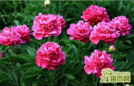 芍藥花室內(nèi)怎么養(yǎng)？芍藥可以室內(nèi)養(yǎng)殖嗎？