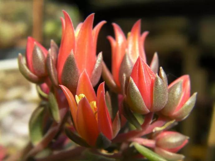 太妃糖多肉_多肉太妃糖怎么養(yǎng)_多肉太妃糖怎么養(yǎng)手捧狀