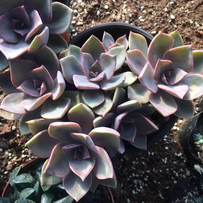 多肉太妃糖怎么養(yǎng)手捧狀_多肉太妃糖怎么養(yǎng)_太妃糖多肉