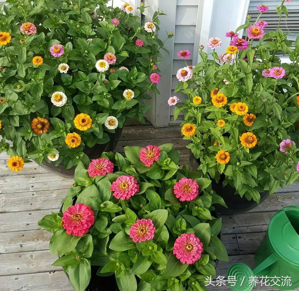 花卉盆栽適合什么土壤_花卉盆栽適合的土壤_適合盆栽的花卉