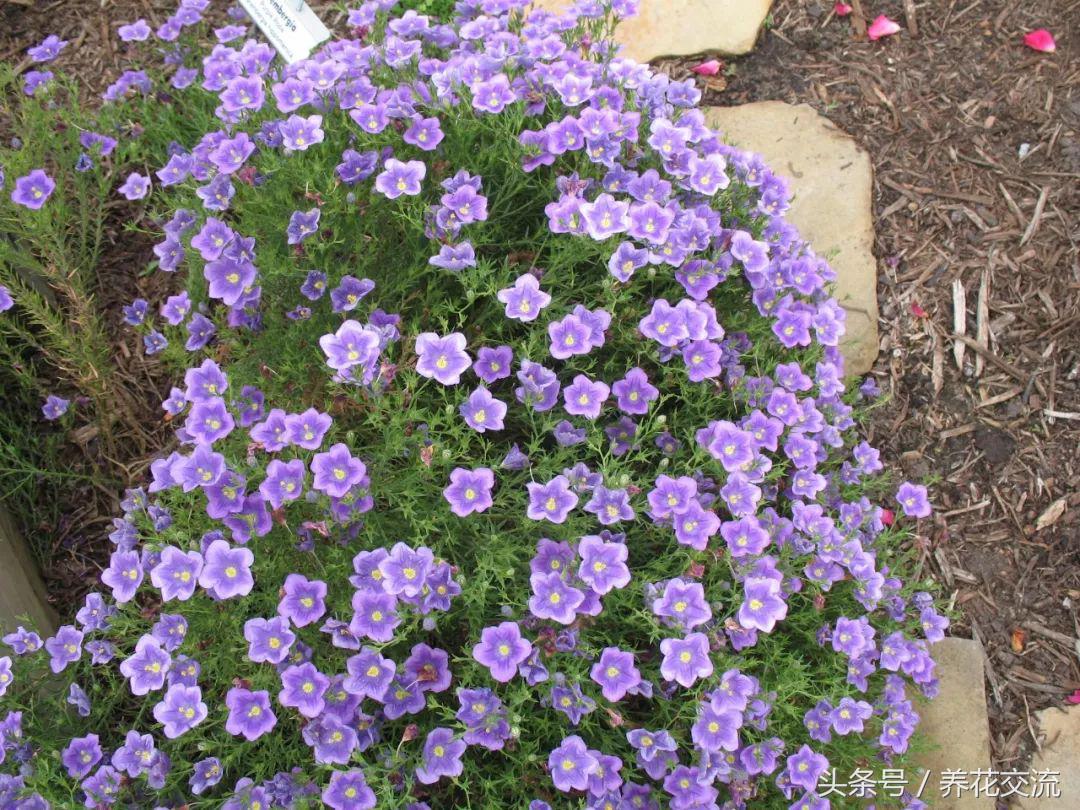 適合盆栽的花卉_花卉盆栽適合什么土壤_花卉盆栽適合的土壤