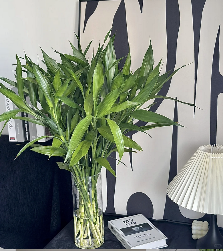 客廳養(yǎng)花有什么講究_客廳養(yǎng)花擺放圖片_客廳養(yǎng)什么花