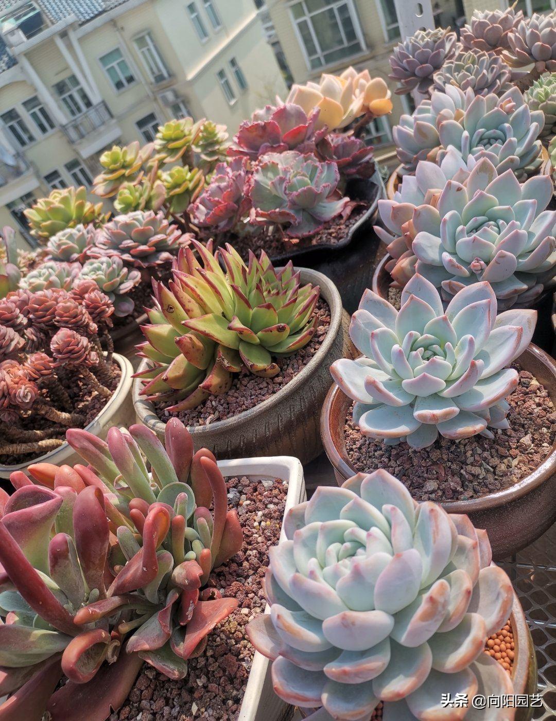 桃蛋多肉的特點_多肉桃蛋哪個品種最漂亮_桃蛋漂亮品種多肉好養(yǎng)嗎