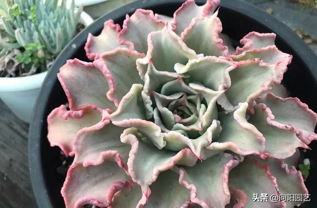 桃蛋漂亮品種多肉好養(yǎng)嗎_桃蛋多肉的特點_多肉桃蛋哪個品種最漂亮