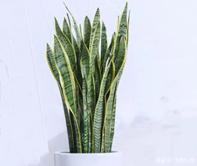 適合在家養(yǎng)的綠植_在家養(yǎng)綠植對身體有好處嗎_在家養(yǎng)綠植適合放什么