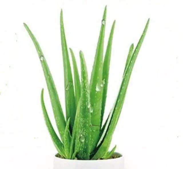 在家養(yǎng)綠植對身體有好處嗎_在家養(yǎng)綠植適合放什么_適合在家養(yǎng)的綠植