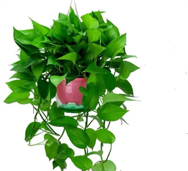 在家養(yǎng)綠植對身體有好處嗎_適合在家養(yǎng)的綠植_在家養(yǎng)綠植適合放什么
