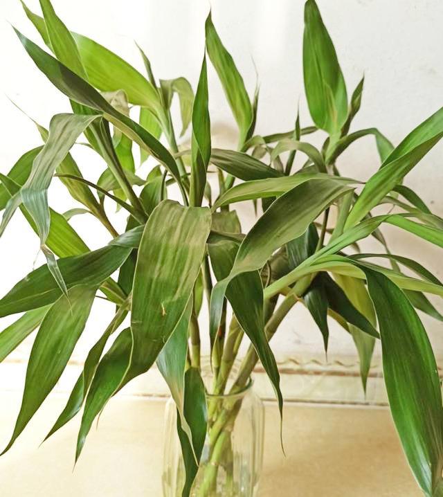 養(yǎng)水培植物用什么水好_培植養(yǎng)物水好還是草好_好養(yǎng)的水培植物